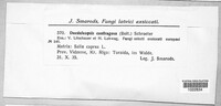 Daedaleopsis confragosa image